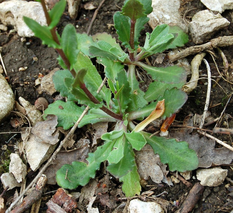 Arabette, voglia di primavera